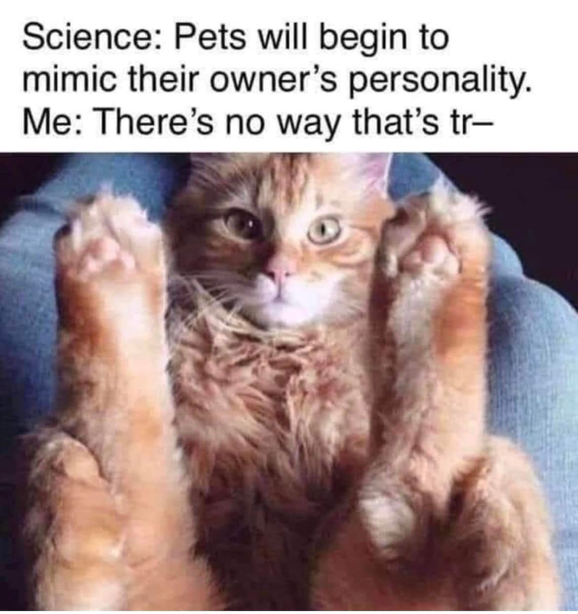 This meme is a humorous image of a cat with its paws and face contorted in a comically exaggerated expression of annoyance or frustration. The text above the image reads "Science: Cats will pretend to be your friend until they kill your productivity."